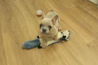 Winston, a male French Bulldog for sale in Hickory, NC – Photo 5 of 10