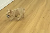 Winston, a male French Bulldog for sale in Hickory, NC – Photo 8 of 10