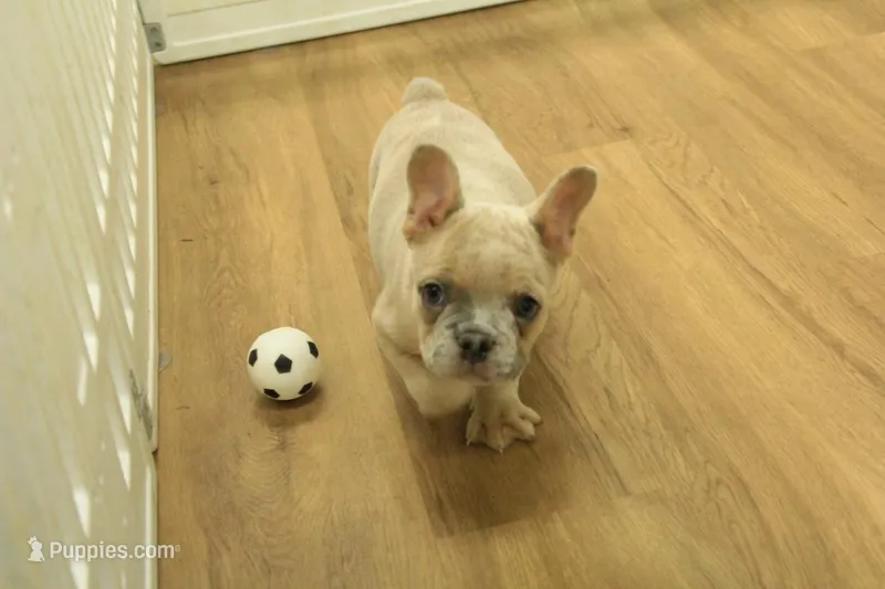 Winston, a male French Bulldog for sale in Hickory, NC – Photo 1 of 10