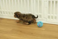 Sparkles, a female Cavapoo for sale in Hickory, NC – 9 of 10