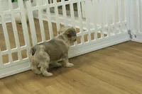 Teddy, a male French Bulldog for sale in Hickory, NC – Photo 3 of 6