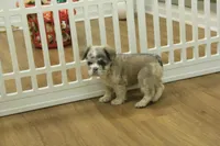 Teddy, a male French Bulldog for sale in Hickory, NC – Photo 4 of 6