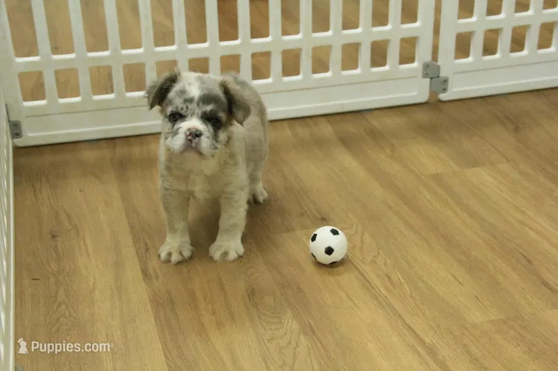 Teddy – French Bulldog puppy for sale in Hickory, NC