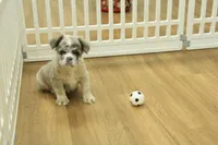 Teddy, a male French Bulldog for sale in Hickory, NC – Photo 2 of 6