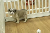 Teddy, a male French Bulldog for sale in Hickory, NC – Photo 5 of 6