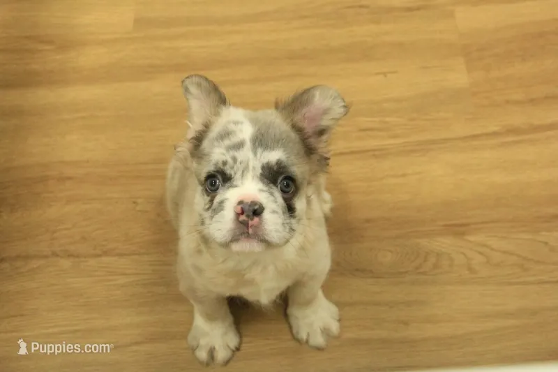 Teddy – French Bulldog puppy for sale in Hickory, NC