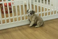 Teddy, a male French Bulldog for sale in Hickory, NC – Photo 6 of 6