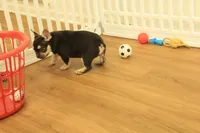 Wilma, a female French Bulldog for sale in Hickory, NC – 5 of 10