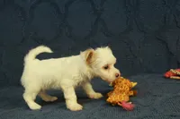 Cassidy, a female Maltipoo for sale in Hickory, NC – 10 of 10