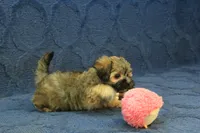 Suri, a female Maltipoo for sale in Hickory, NC – 9 of 9