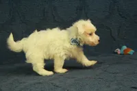 Colby, a male Maltipoo for sale in Hickory, NC – 5 of 10