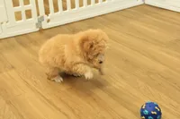 Gunner, a male Poodle - Toy  for sale in Hickory, NC – 5 of 10
