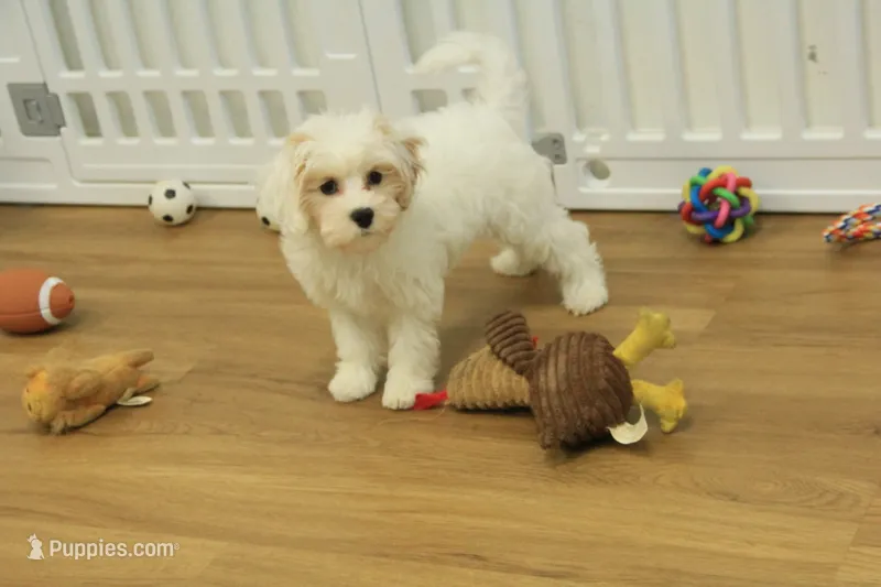 Violet F1B – Cavapoo, Poodle - Toy  puppy for sale in Hickory, NC