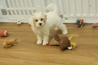 Violet F1B, a female Cavapoo and Poodle - Toy  for sale in Hickory, NC – 1 of 10