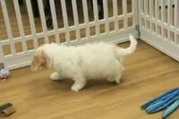 Kate, a female Cavachon for sale in Hickory, NC – Photo 9 of 10