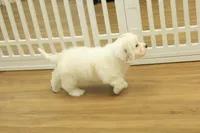 Kate, a female Cavachon for sale in Hickory, NC – Photo 7 of 10