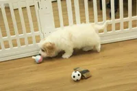 Kate, a female Cavachon for sale in Hickory, NC – Photo 10 of 10