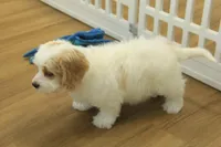 Kate, a female Cavachon for sale in Hickory, NC – Photo 2 of 10