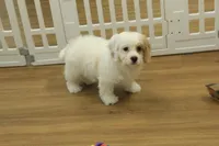 Kate, a female Cavachon for sale in Hickory, NC – Photo 8 of 10