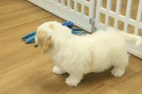 Kate, a female Cavachon for sale in Hickory, NC – Photo 6 of 10