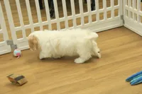 Kate, a female Cavachon for sale in Hickory, NC – Photo 3 of 10