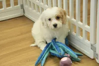 Kate, a female Cavachon for sale in Hickory, NC – Photo 1 of 10