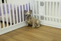 Tate, a male French Bulldog for sale in Hickory, NC – 3 of 10