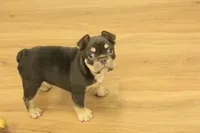 Rover, a male French Bulldog for sale in Hickory, NC – 2 of 10