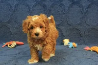 Patches, a male Cavapoo and Poodle - Toy  for sale in Hickory, NC – 10 of 10