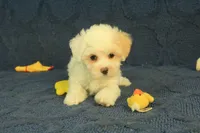Scott, a male Maltipoo for sale in Hickory, NC – 6 of 10