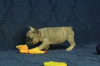 Paisley, a female French Bulldog for sale in Hickory, NC – 2 of 10