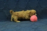 Levi F1B, a male Cavapoo for sale in Hickory, NC – 8 of 10