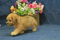 Skylar, a male Maltipoo for sale in Hickory, NC – 5 of 10