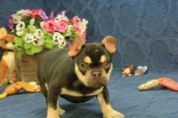 Wilma Chocolate & Tan, a female French Bulldog for sale in Hickory, NC – 2 of 10
