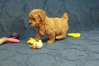 Gemma, a female Poodle - Toy  for sale in Hickory, NC – 3 of 10