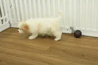 Star, a female Cavachon for sale in Hickory, NC – Photo 5 of 7