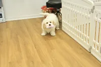 Star, a female Cavachon for sale in Hickory, NC – Photo 2 of 10