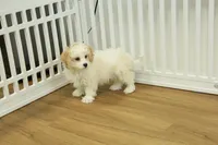 Star, a female Cavachon for sale in Hickory, NC – Photo 7 of 7