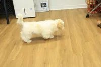 Star, a female Cavachon for sale in Hickory, NC – Photo 5 of 10