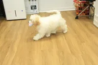 Star, a female Cavachon for sale in Hickory, NC – Photo 3 of 10