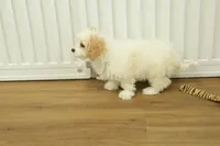 Star, a female Cavachon for sale in Hickory, NC – Photo 3 of 7