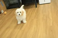 Star, a female Cavachon for sale in Hickory, NC – Photo 1 of 10