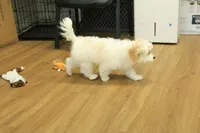 Star, a female Cavachon for sale in Hickory, NC – Photo 9 of 10