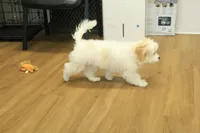 Star, a female Cavachon for sale in Hickory, NC – Photo 10 of 10