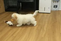 Star, a female Cavachon for sale in Hickory, NC – Photo 8 of 10