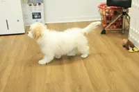 Star, a female Cavachon for sale in Hickory, NC – Photo 6 of 10