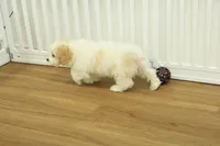 Star, a female Cavachon for sale in Hickory, NC – Photo 4 of 7