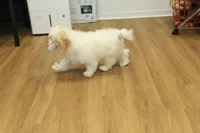 Star, a female Cavachon for sale in Hickory, NC – Photo 4 of 10