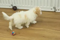 Star, a female Cavachon for sale in Hickory, NC – Photo 6 of 7