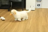 Star, a female Cavachon for sale in Hickory, NC – Photo 7 of 10